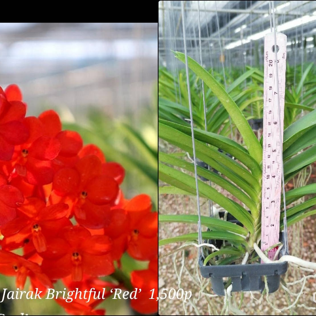 Vanda Jairak Brightful 'Red' (Mee x Aroonsri Beauty) — Vanda, Natt's Orchids