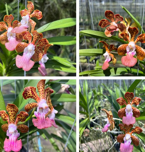 Papilionanda Jairak Fragrance (Paksorn Fragrance x Vdenisoniana) — Vanda, Natt's Orchids