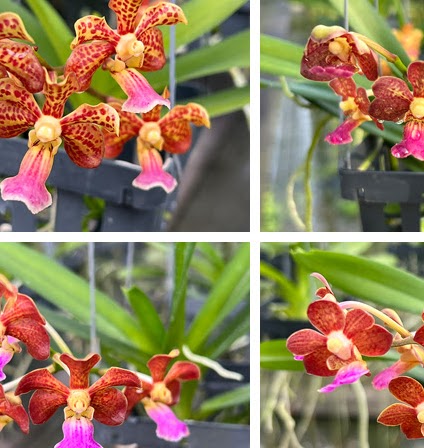 Vanda flabellata x Rhynchostylis coelestis — Vanda, Natt's Orchids