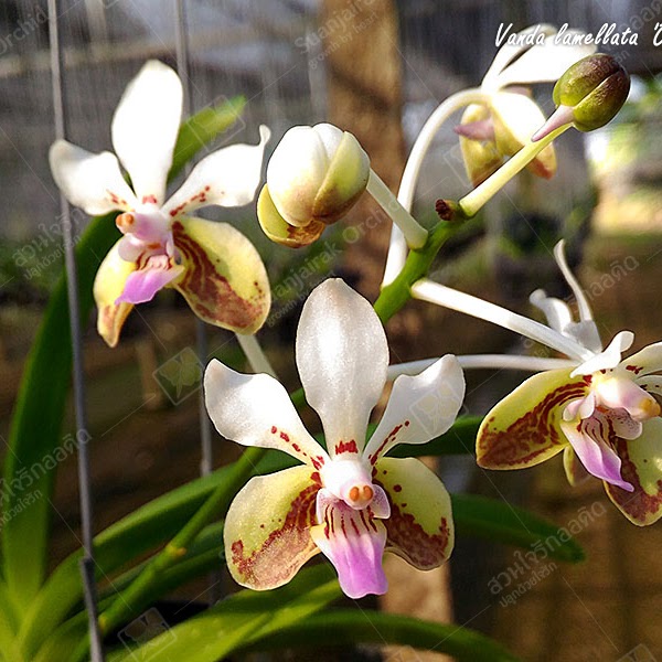 Vanda lamellata 'Okinawa' x sib — Vanda, Natt's Orchids