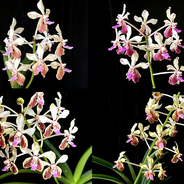 Vanda (lamellata 'Okinawa' x geraldinoi) — Vanda, Natt's Orchids