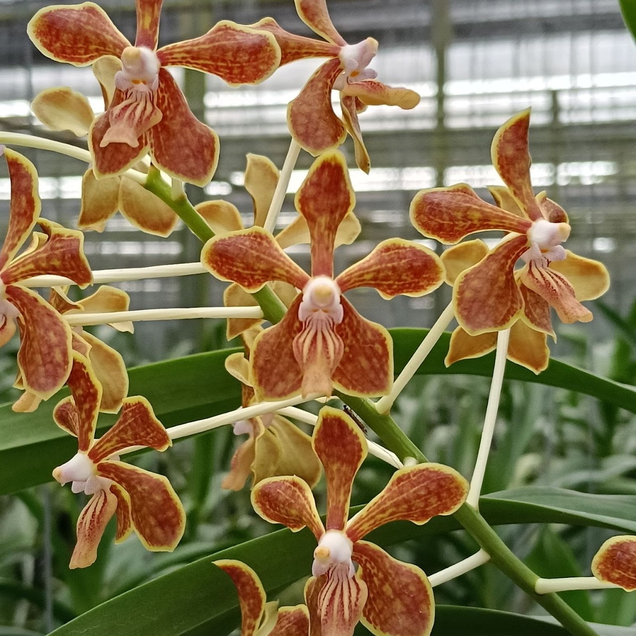 Vanda limbata — Vanda, Natt's Orchids