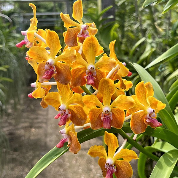 Vanda M. V. Tannins (lamellata x Memoria Thianchai) — Vanda, Natt's Orchids