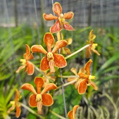 Vanda Wee Kim Lian (lamellata x limbata) — Vanda, Natt's Orchids