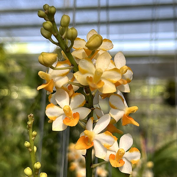 Vandaenopsis Pulcherrimin (Phal. pulcherrima x V. miniata) — Vanda, Natt's Orchids