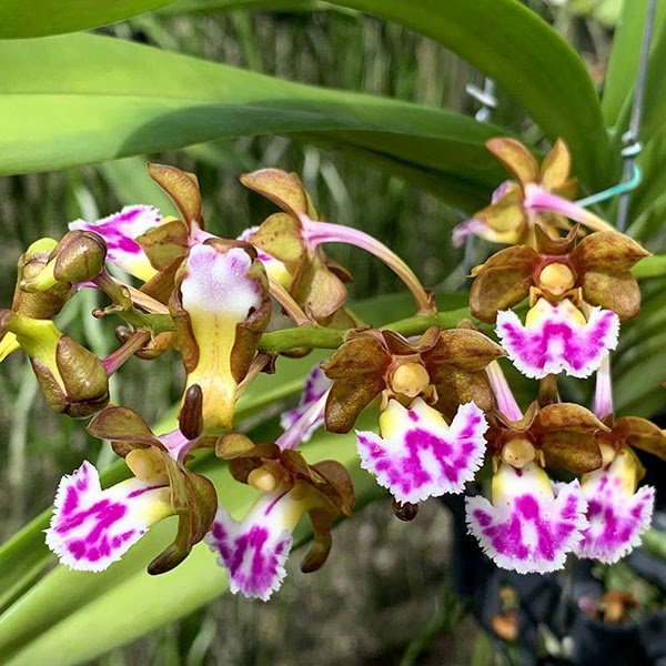 Aerides flabellata — Vanda, Natt's Orchids