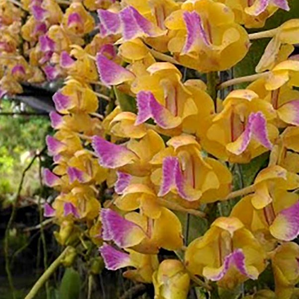 Aerides houlletiana — Vanda, Natt's Orchids
