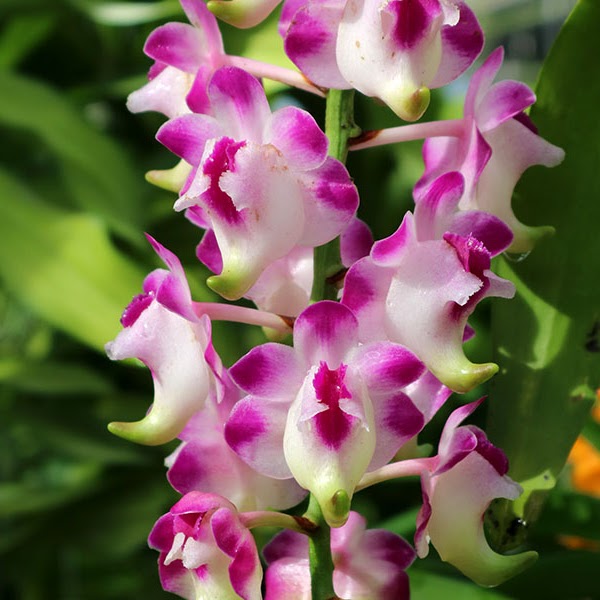 Aerides lawrenceae — Vanda, Natt's Orchids