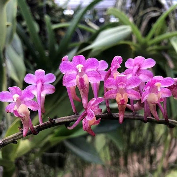 Aerides leeana — Vanda, Natt's Orchids