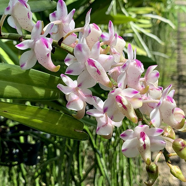 Aerides odorata — Vanda, Natt's Orchids