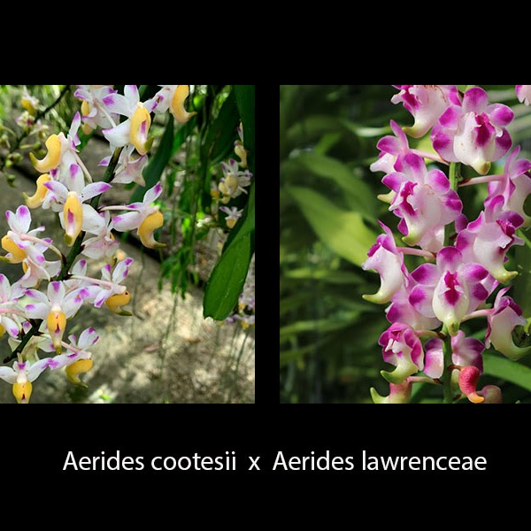Aerides (cootesii x lawrenceae) — Vanda, Natt's Orchids