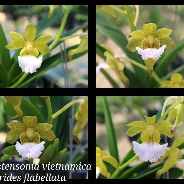 Vanda vietnamica x Aerides flabellata — Vanda, Natt's Orchids