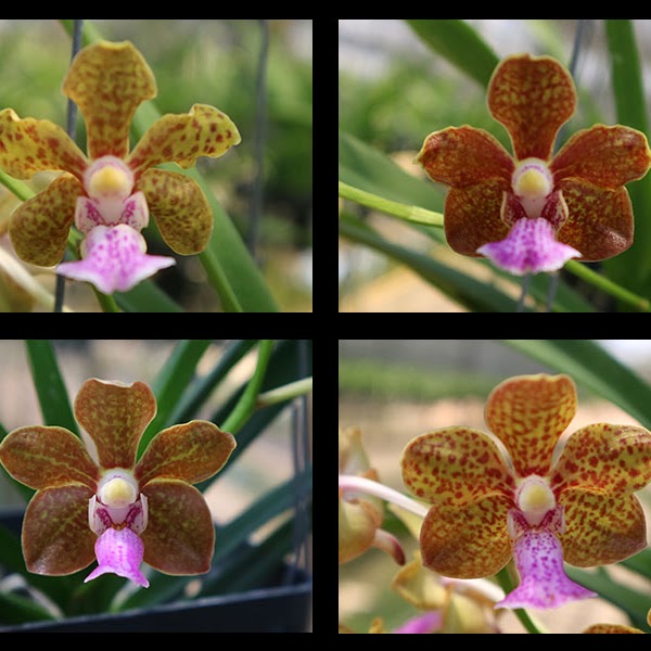 Vanda Henry Oakeley (Vanda tessellata x Aerides flabellata) — Vanda, Natt's Orchids