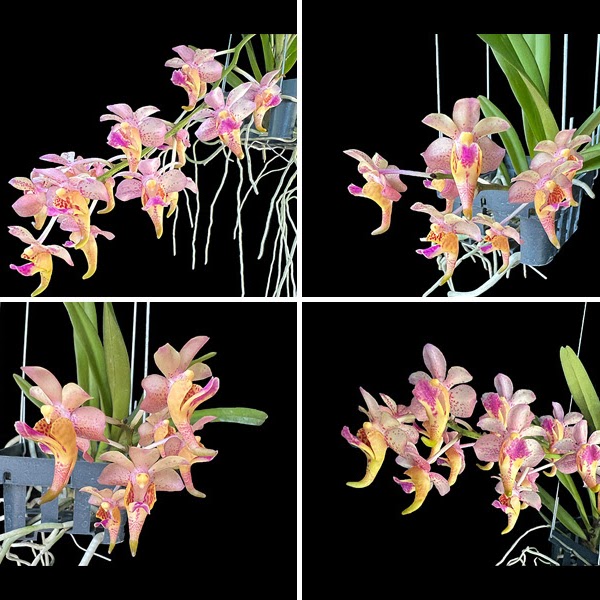 Aerides cootesii x flabellata — Vanda, Natt's Orchids