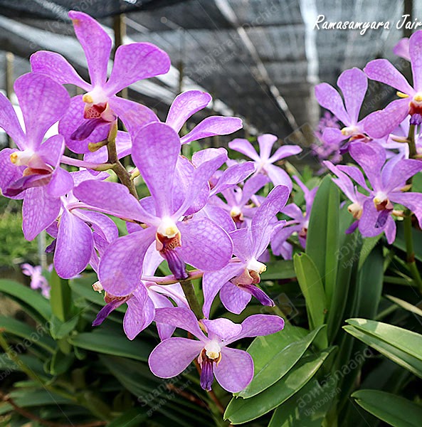 Ramasamyara Jairak Blue (Vandachostyls Blue Haze x Aranda Christine) — Vanda, Natt's Orchids