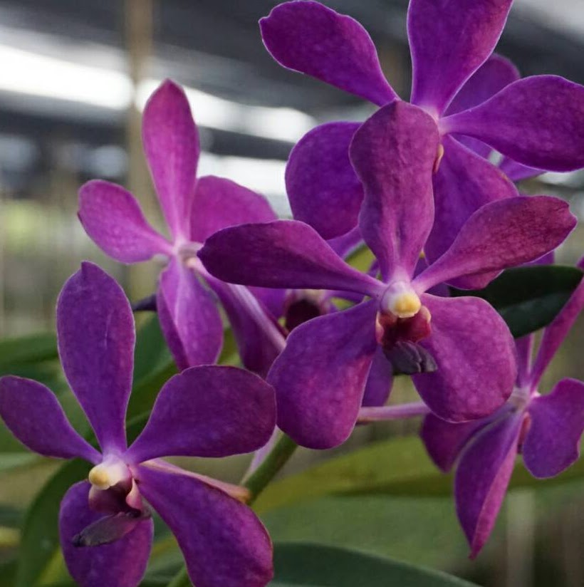Ramasamyara Jairak Ink (Ramasamyara Jairak Blue x V Tharab Blue) — Vanda, Natt's Orchids