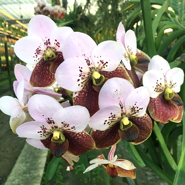 Vanda sanderiana — Vanda, Natt's Orchids