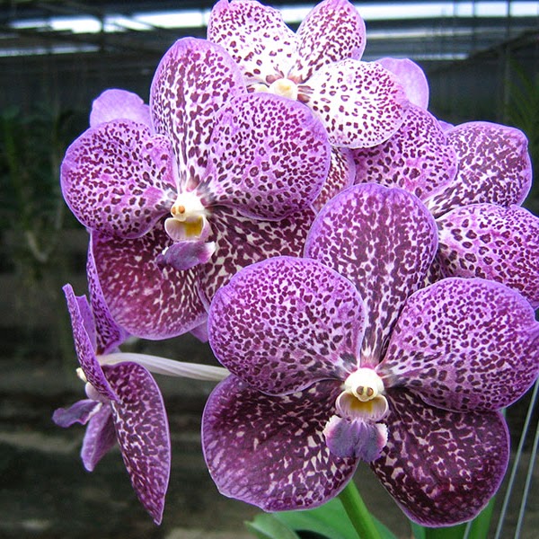 Vanda Jairak Glory (Gordon Dillon x Sawita Delight) — Vanda, Natt's Orchids