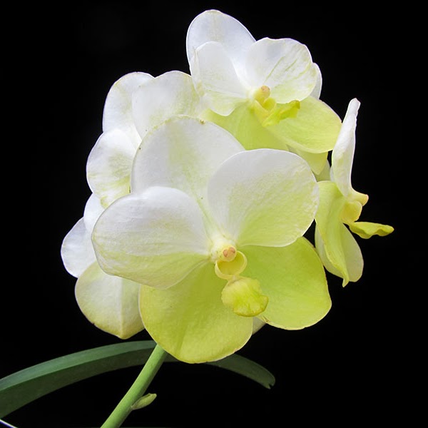 Vanda Nopporn Gold (Pete Balasky x Charles Goodfellow) — Vanda, Natt's Orchids