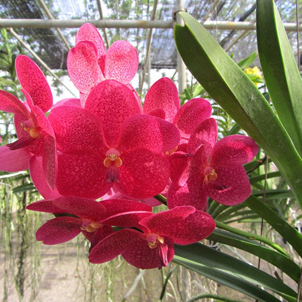 Vanda Jairak Redden (Aroonsri Beauty x Thong Chai) — Vanda, Natt's Orchids