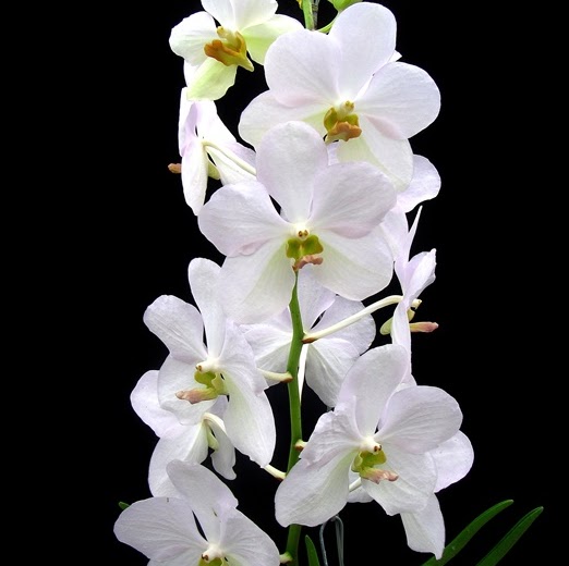 Papilionanda Mevr. L. Velthuis x Vanda Adisak — Vanda, Natt's Orchids