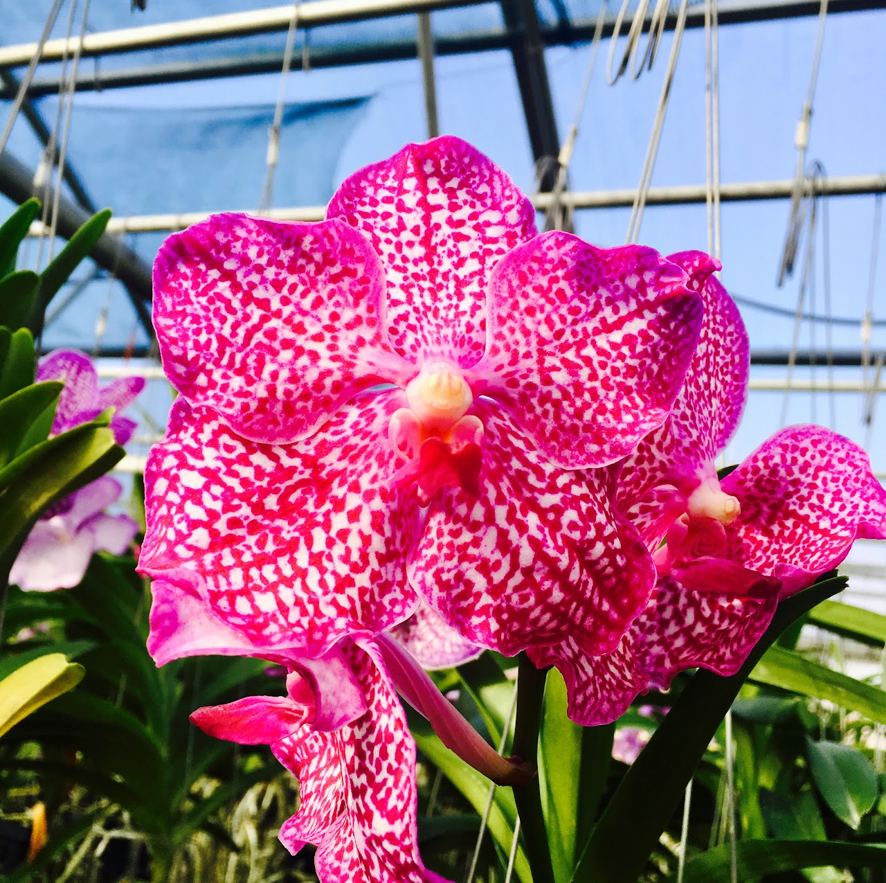 Vanda Tristar Blue 'Pink Gauze' — Vanda, Natt's Orchids