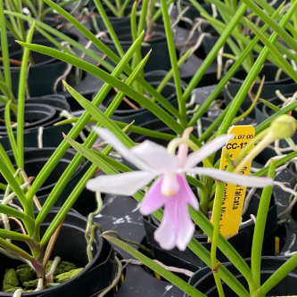 Papilonanda Little Blossom (Vanda falcata x Papilionanthe Miss Joaquim) — Vanda, Natt's Orchids