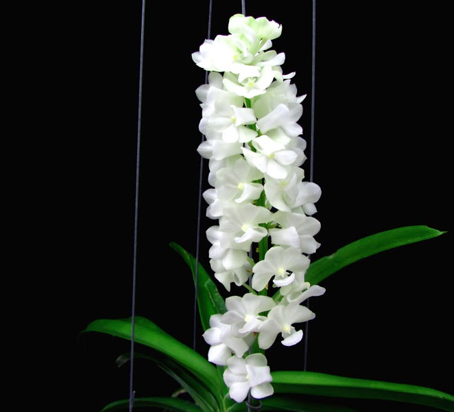 Rhynchostylis coelestis (Alba) — Vanda, Natt's Orchids