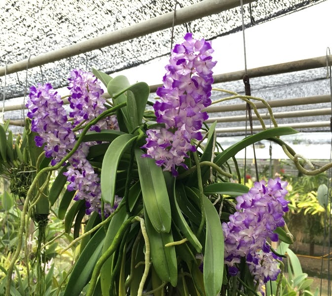 Rhynchostylis coelestis (Blue) — Vanda, Natt's Orchids