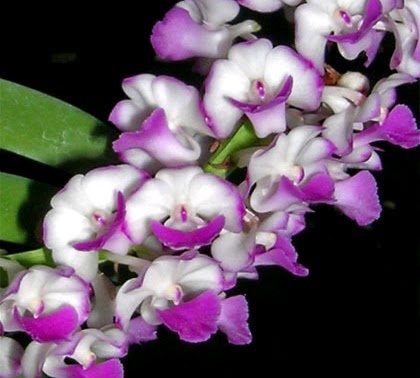 Rhynchostylis coelestis (Pink) — Vanda, Natt's Orchids