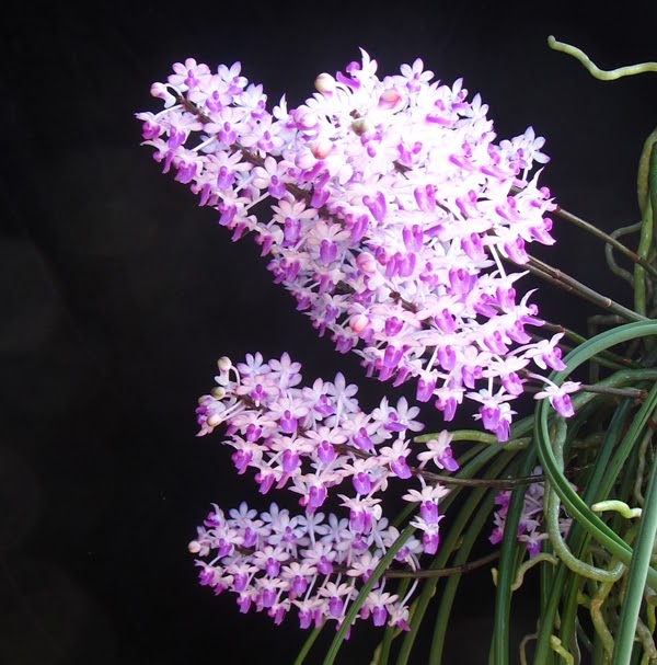 Seidenfadenia mitrata 'pink' — Vanda, Natt's Orchids