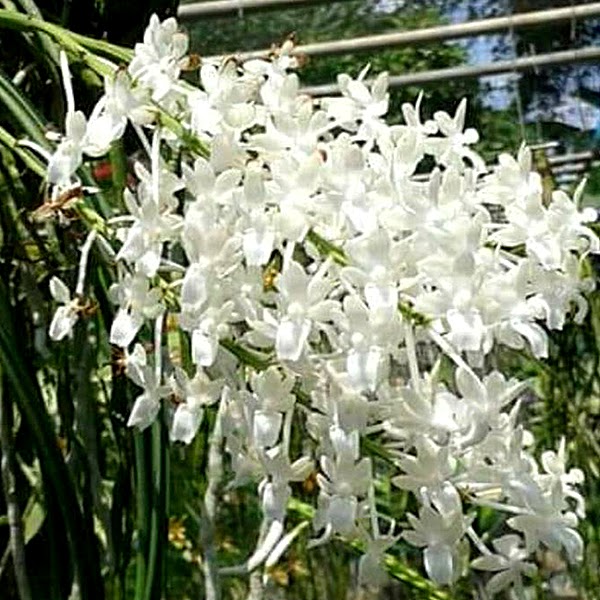 Seidenfadenia mitrata 'alba' — Vanda, Natt's Orchids