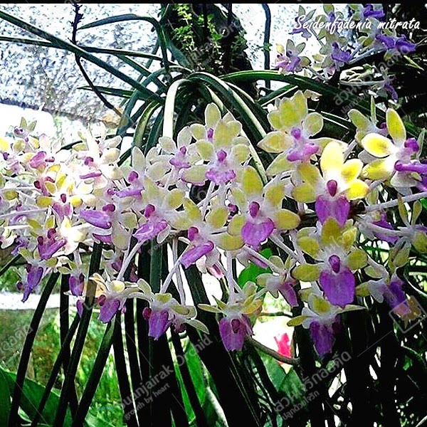 Seidenfadenia mitrata 'yellow' — Vanda, Natt's Orchids