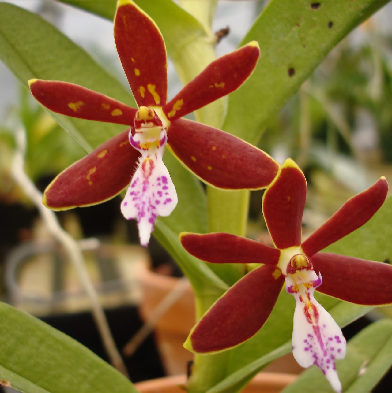Trichoglottis philippinensis — Vanda, Natt's Orchids