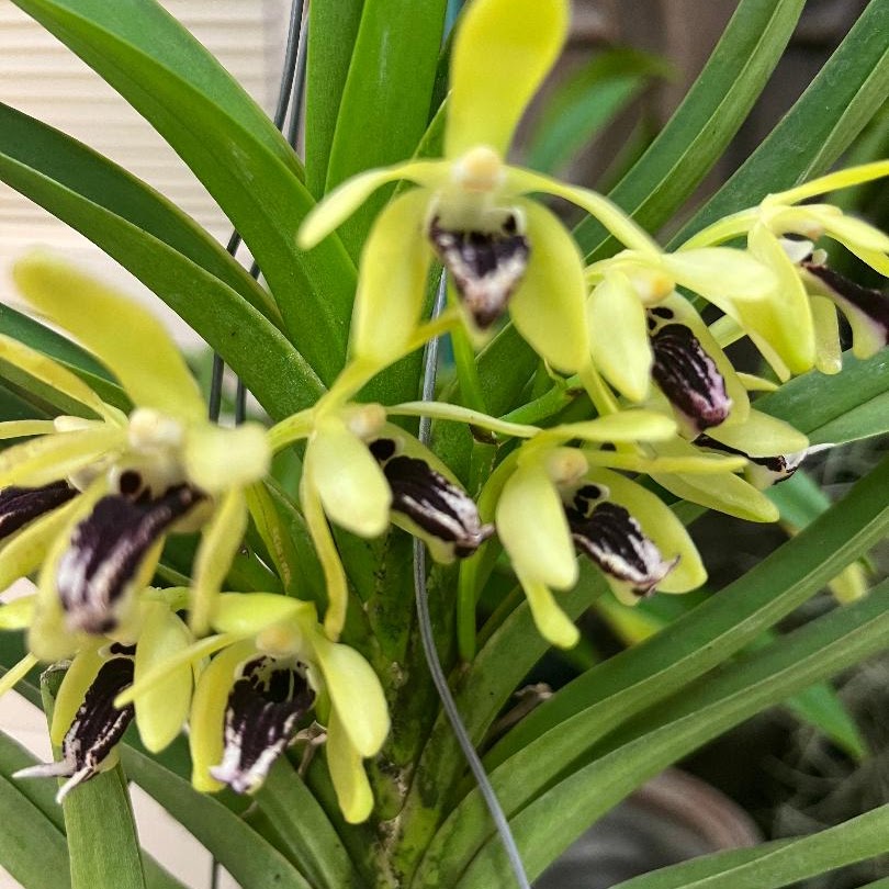 Vanda cristata — Vanda, Natt's Orchids