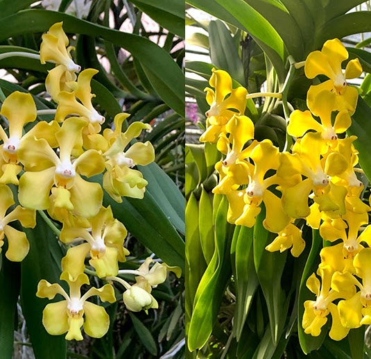 Vanda Gnana Kumar (denisoniana x dearei) — Vanda, Natt's Orchids