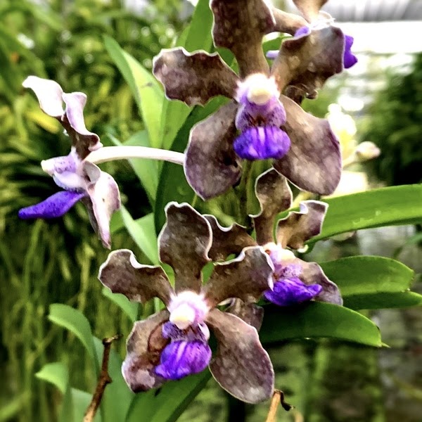 Vanda tessellata — Vanda, Natt's Orchids