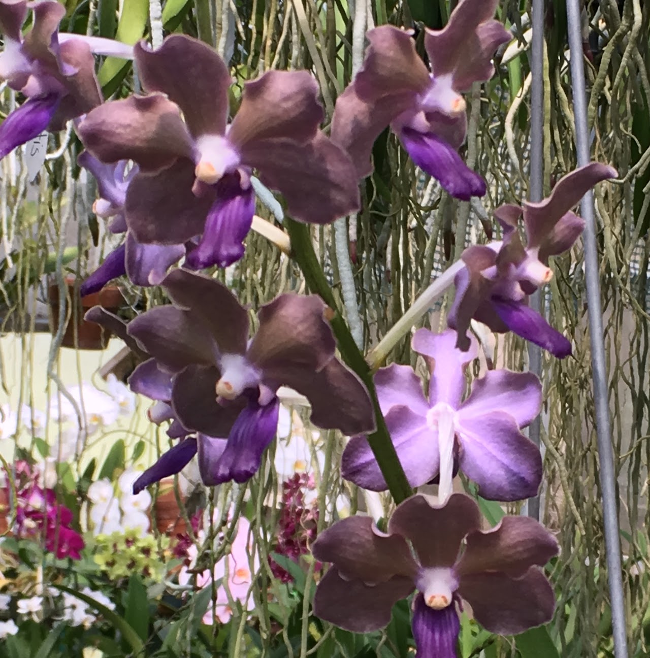 Vanda Orchidkraft's Sapphira (Vanda tessellata x Vandachostylis Sasicha) — Vanda, Natt's Orchids