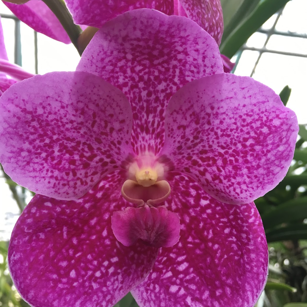 Vanda (Somsri Pink x Bitz's Heartthrob) — Vanda, Natt's Orchids