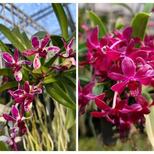 Vandachostylis Pinky 'Red' (Vfalcata x Rhynchostylis gigantea) — Vanda, Natt's Orchids