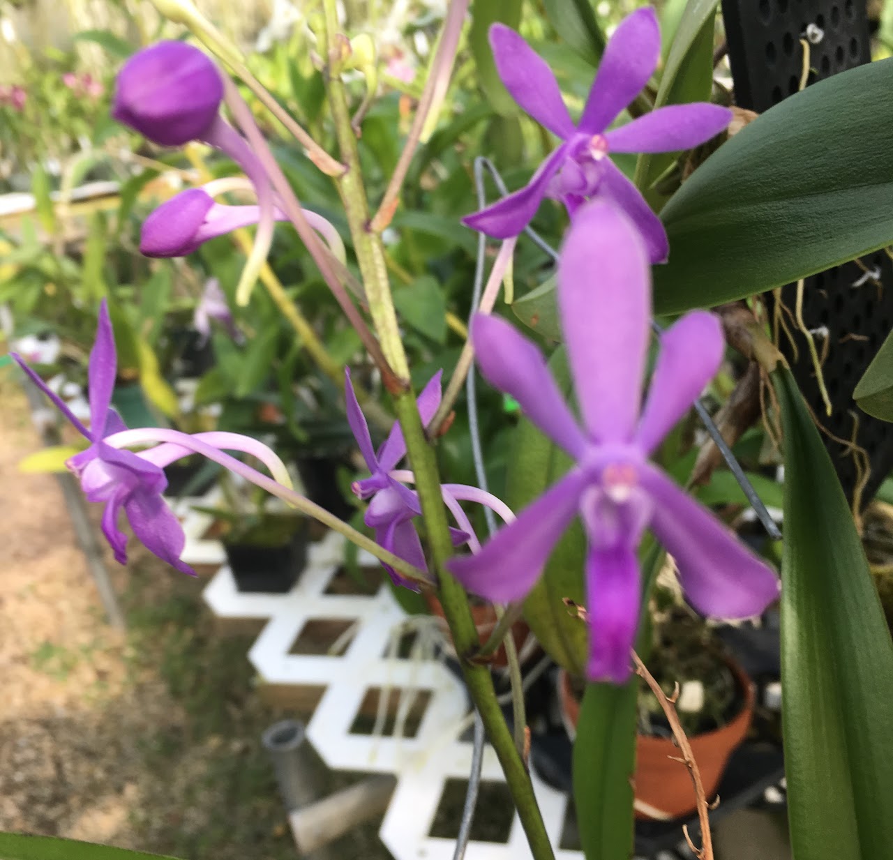 Vandachostylis (Darwinara) Charm (Vanda falcata x Vandachostylis Tham Yuen Hae) — Vanda, Natt's Orchids
