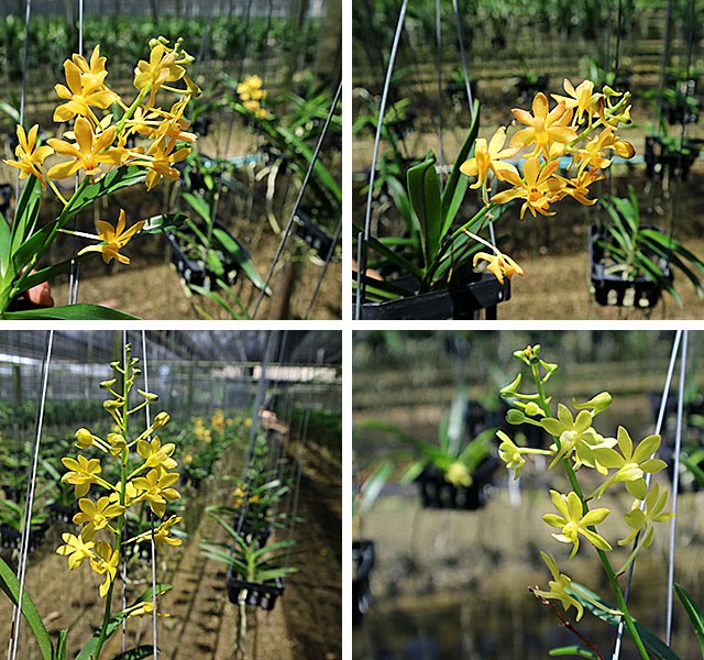 Vandachostylis Joy Irene (Lou Sneary x Pralor) — Vanda, Natt's Orchids