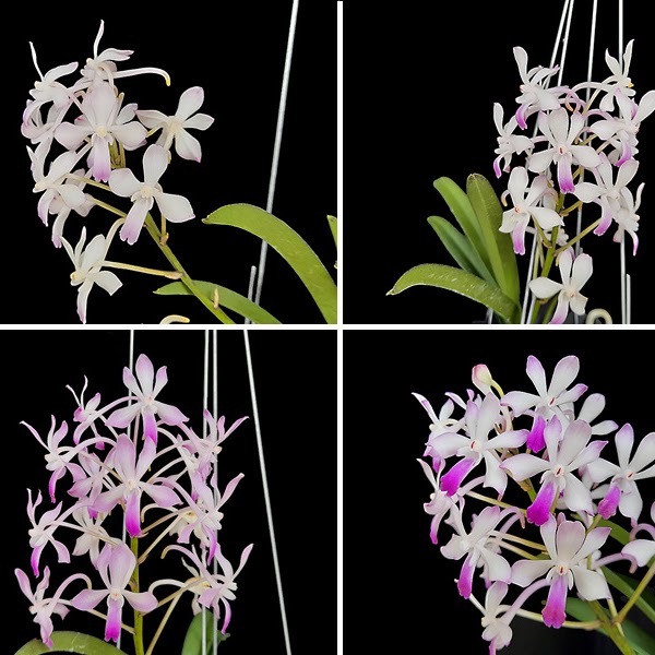 Vandachostylis Lou Sneary (Vfalcata x Rhyn coelestis — Vanda, Natt's Orchids