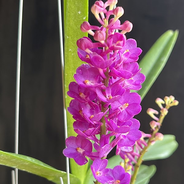 Vandachostylis Lilac Blossom 'Blue Sapphire (Rhyn coelestis x ampullacea)' — Vanda, Natt's Orchids