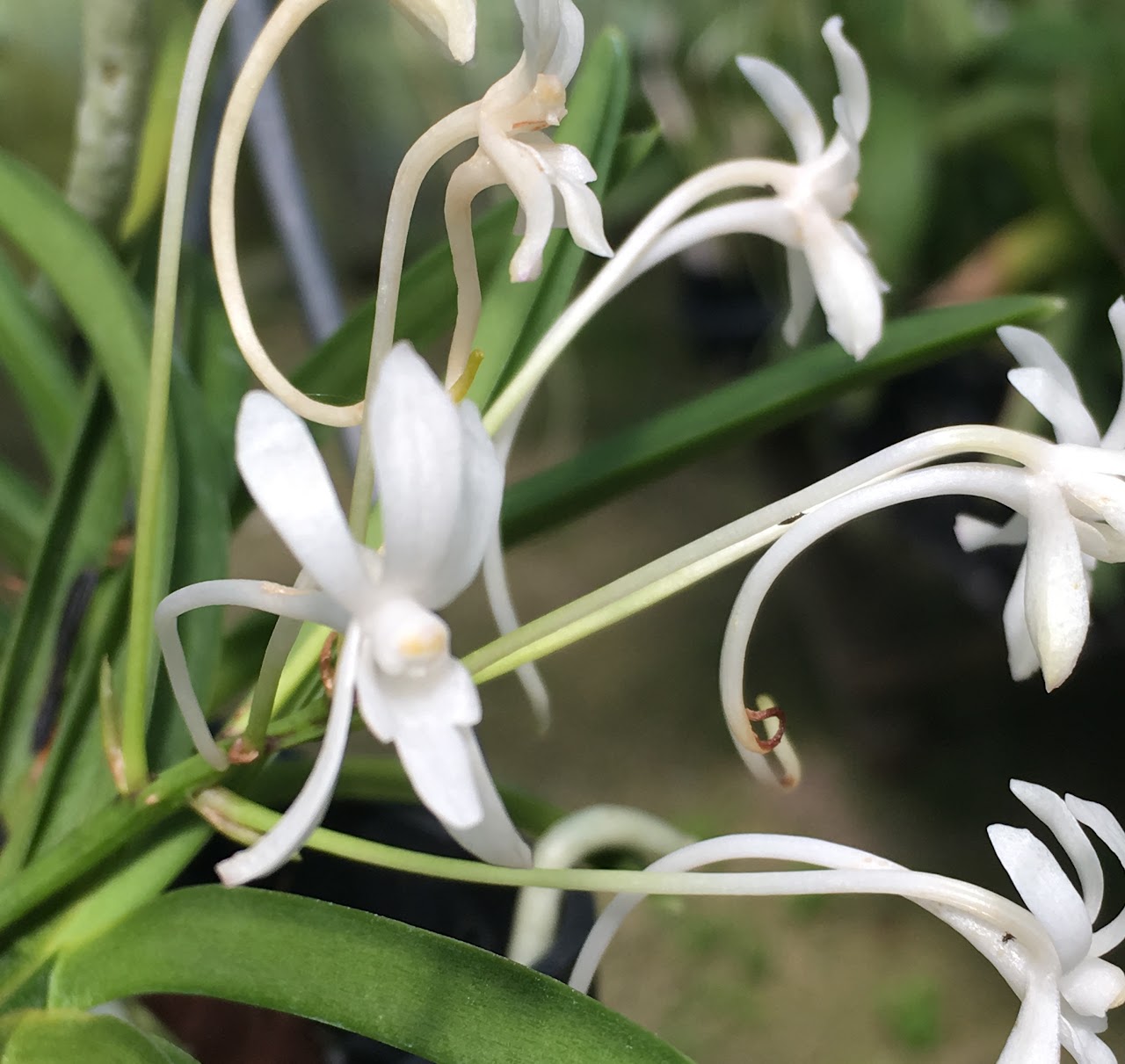 Vanda falcata 'White' — Vanda, Natt's Orchids