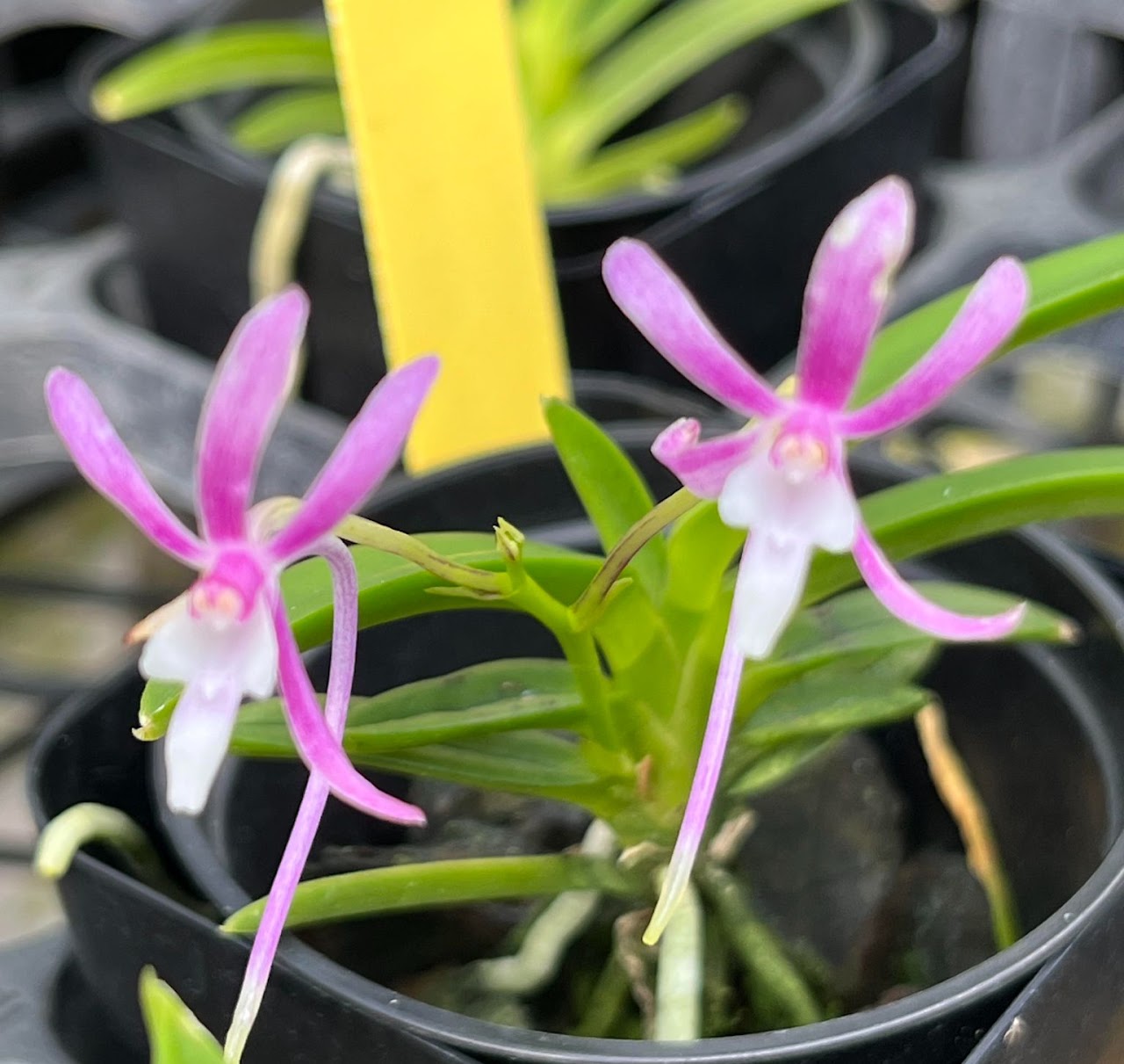 Vanda falcata 'Magenta' — Vanda, Natt's Orchids