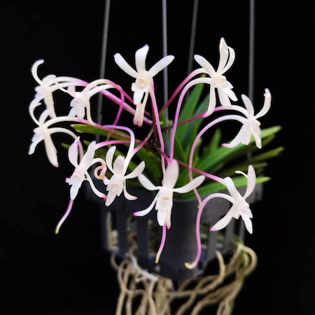 Vanda (Neofinatia) falcata 'White-Pink' — Vanda, Natt's Orchids