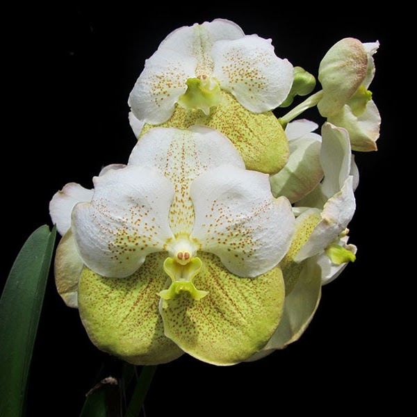 Vanda Somsri Gold (Nopporn Gold x Rasri Gold) — Vanda, Natt's Orchids