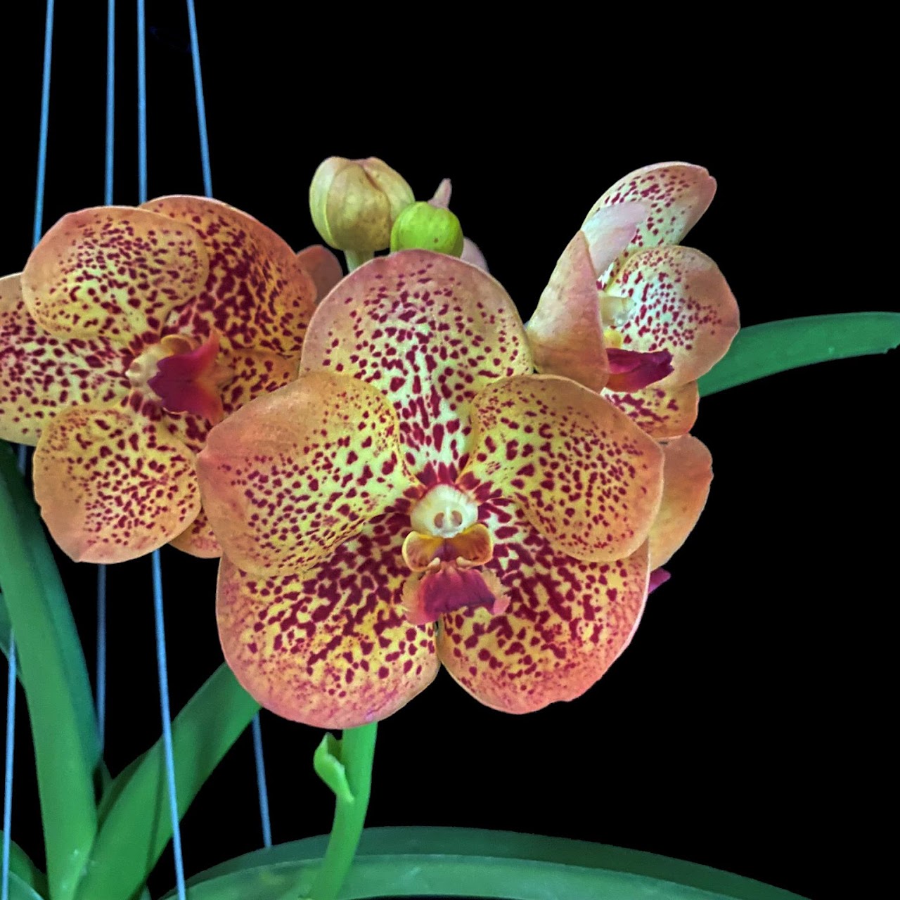 Vanda Penny Goh Mei Pyng (Somsri Pink x Suksamran Spots) — Vanda, Natt's Orchids