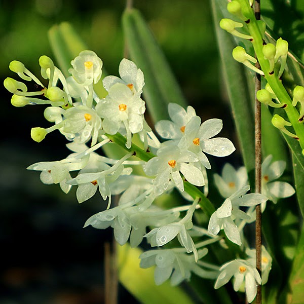 Ascocentrum ampullaceum 'alba' — Vanda, Natt's Orchids